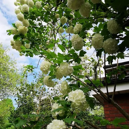 Balally House Shannon