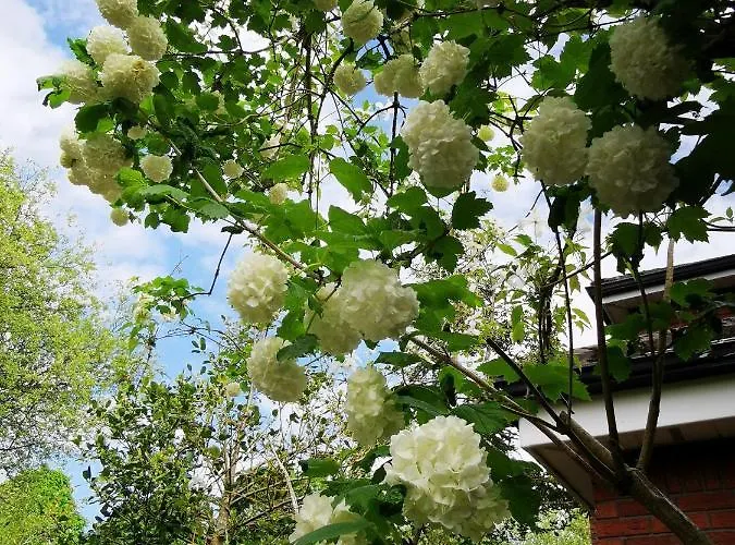 Balally House 섀넌