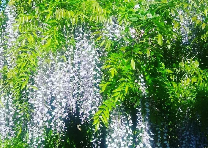 Balally House 섀넌